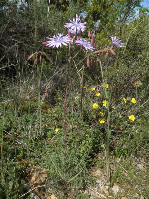 06_Lactuca perennis.JPG