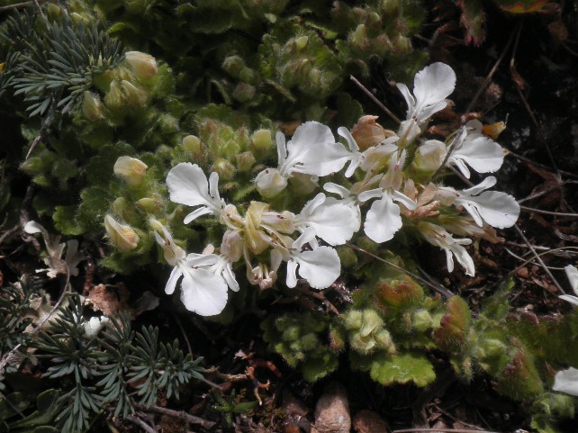04_Teucrium pyrenaicum subsp guarensis.JPG