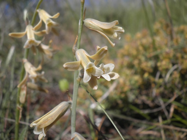 02_Dipcadi serotinum.JPG