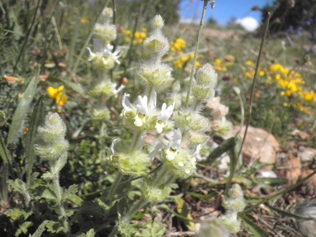 01_Sideritis vulgaris.JPG