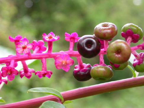 Phytolacca acinos (4)_1_1_1_6_1.JPG