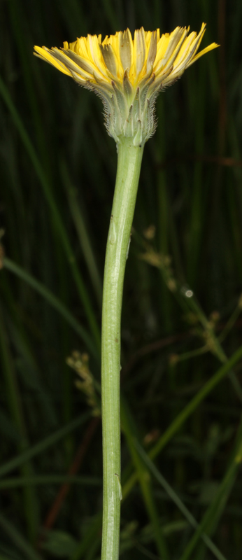 Asteracées - Hypochoeris sp - Massif Central red 2.jpg