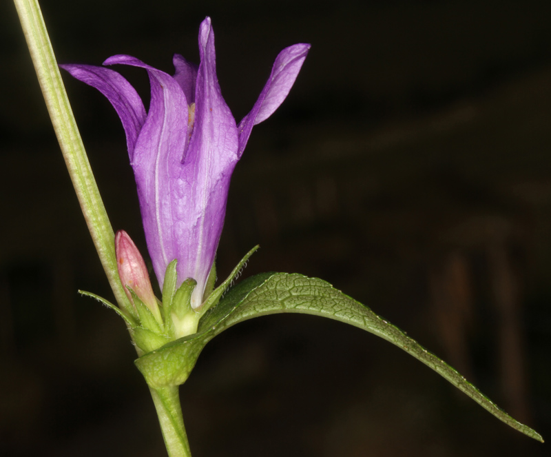 Campanulacées - Campanula cervicaria red 2.jpg