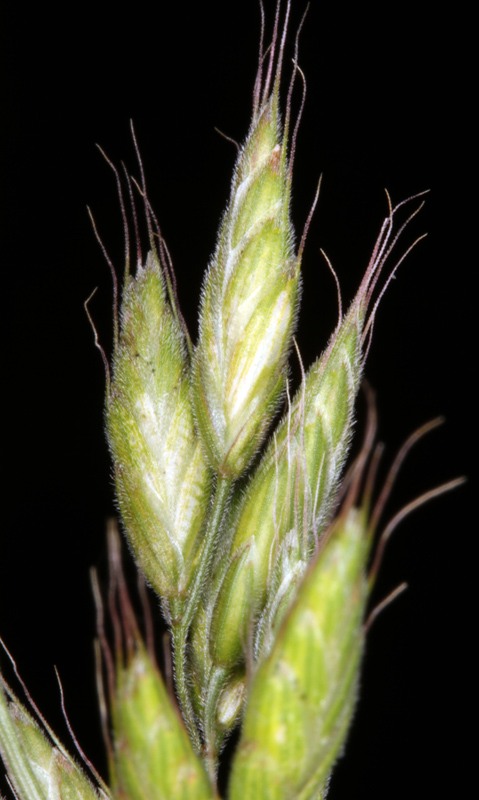 Poacées - Bromus hordeaceus - Massif Central red 2.jpg