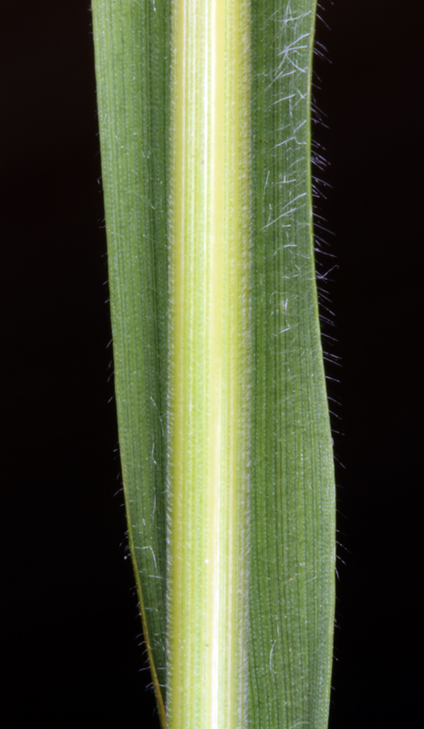 Poacées - Bromus hordeaceus - Massif Central red 6.jpg