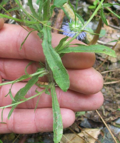 Asteraceae2.JPG