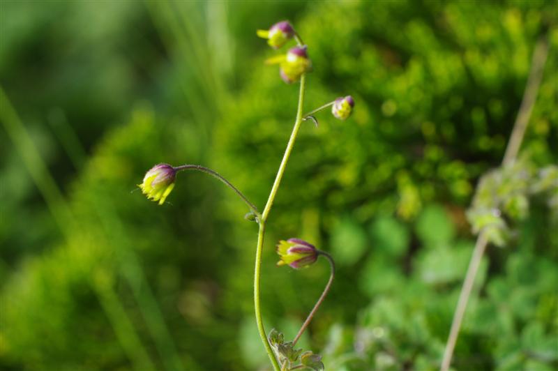 Inflorescence