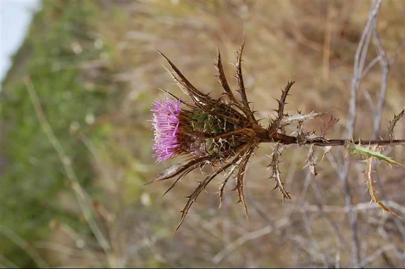 Atractylis humilis4_resized.JPG