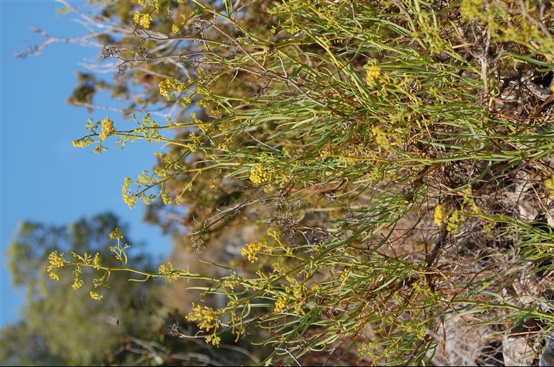 Bupleurum fruticescens2_resized.JPG