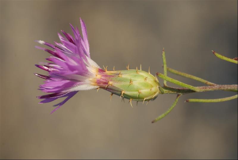 Centaurea stenophylla8_resized.JPG