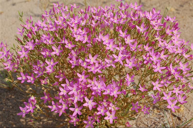 Centaurium quadrifolium barrelieri7_resized.JPG