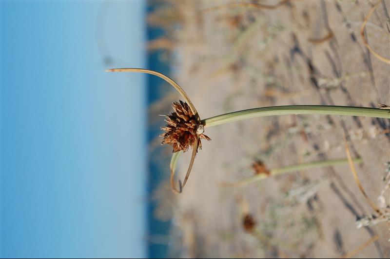 Cyperus capitatus4_resized.JPG