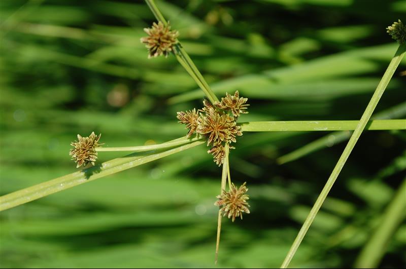 Cyperus difformis2_resized.JPG