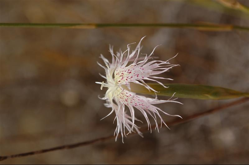 Dianthus broteri6_resized.JPG