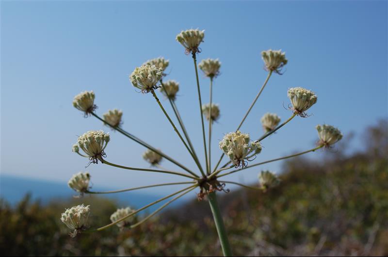 Guillonea scabra3_resized.JPG