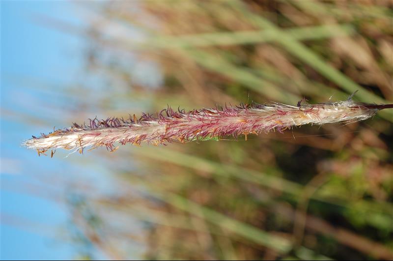 Imperata cylindrica3_resized.JPG