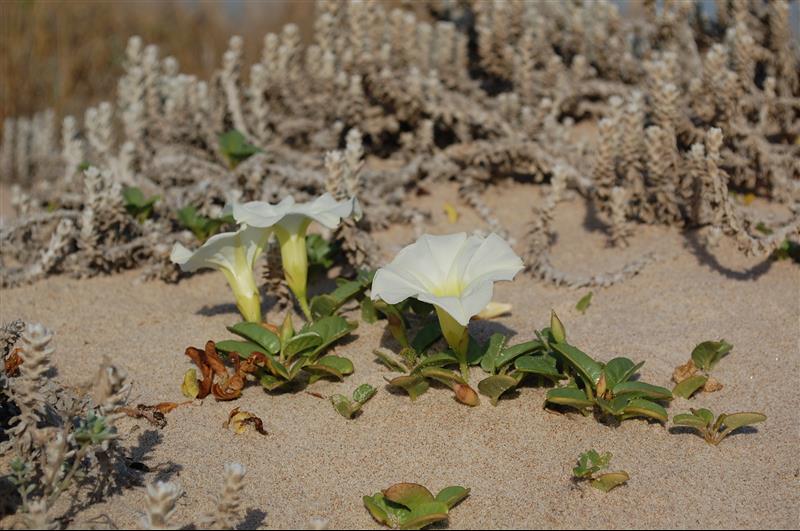 Ipomoea imperati4_resized.JPG