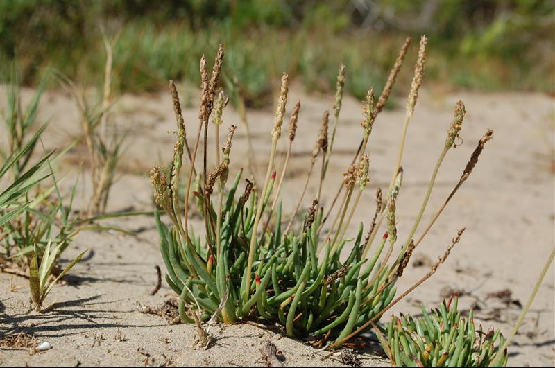 Plantago crassifolia_resized.JPG