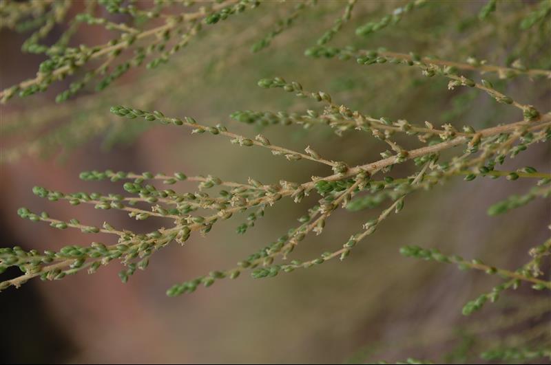 Salsola vermiculata3_resized.JPG