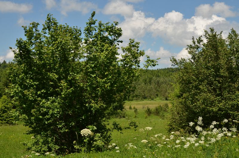 une grande combe dans un paysage forestier.JPG