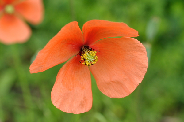 Papaver dubium lecoqii.JPG