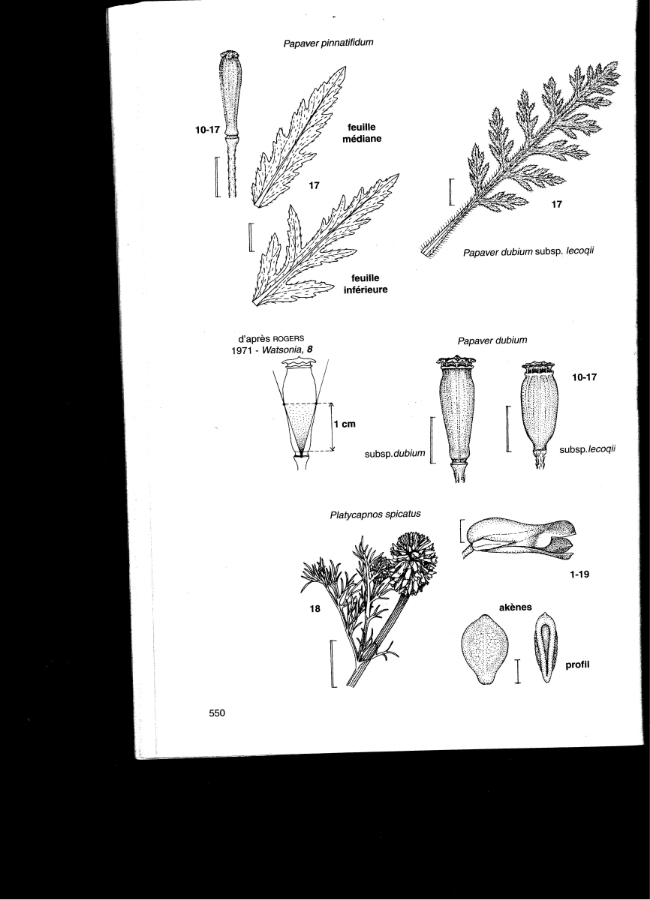 Papver dubium lecoqii.JPG