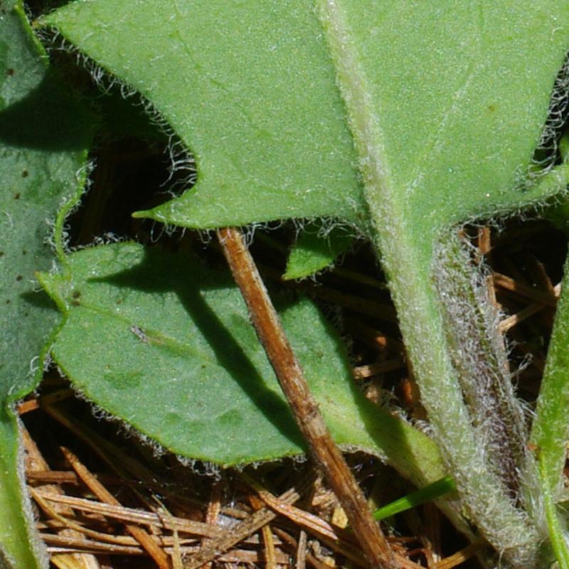 Feuilles, face inférieure (détails)