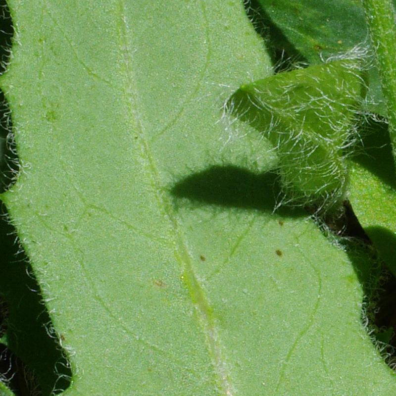 Feuilles, face inférieure (détails)