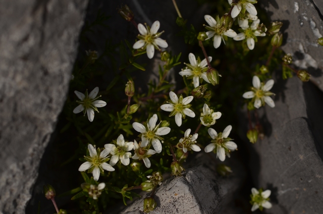 Moehringia ciliata (Scop.) Dalla Torre.JPG