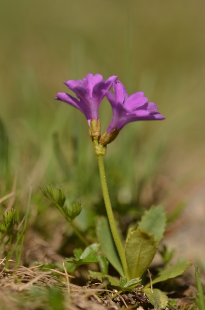 Primula daonensis Leyb..JPG