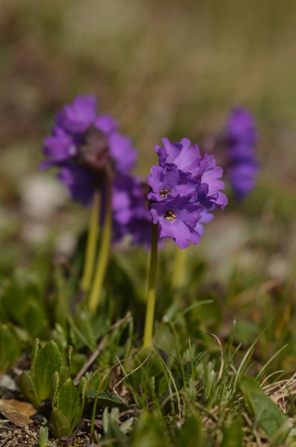 Primula glutinosa Jacq..JPG