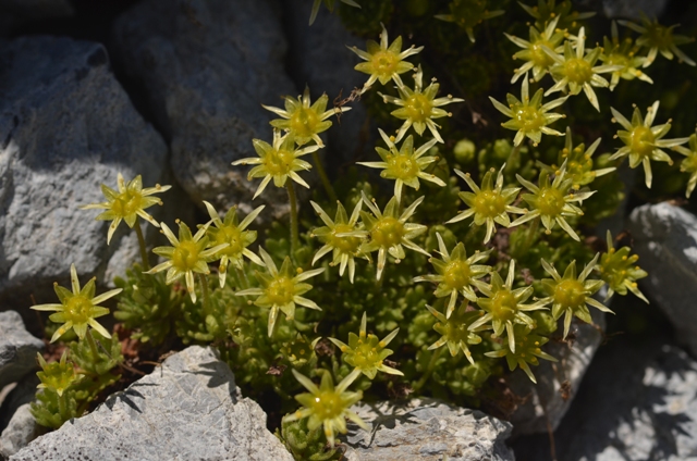 Saxifraga aphylla Sternb..JPG