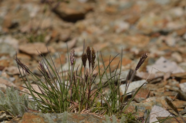 Trisetum spicatum subsp. ovatipaniculatum Hultén ex Jonsell.JPG