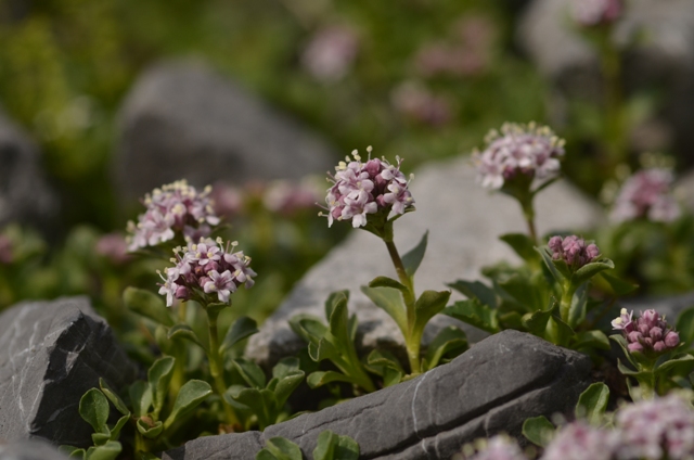 Valeriana supina Ard..JPG