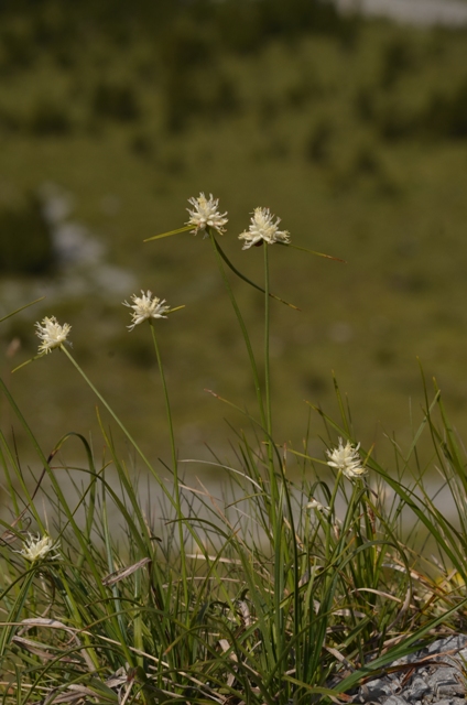 Carex baldensis L. (2).JPG