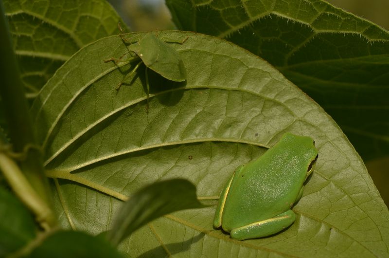 Un monde en vert.JPG