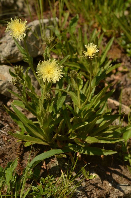 Hieracium intybaceum (1).JPG