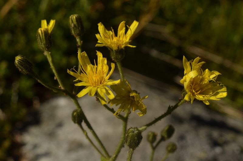 Hieracium picroides (2).JPG