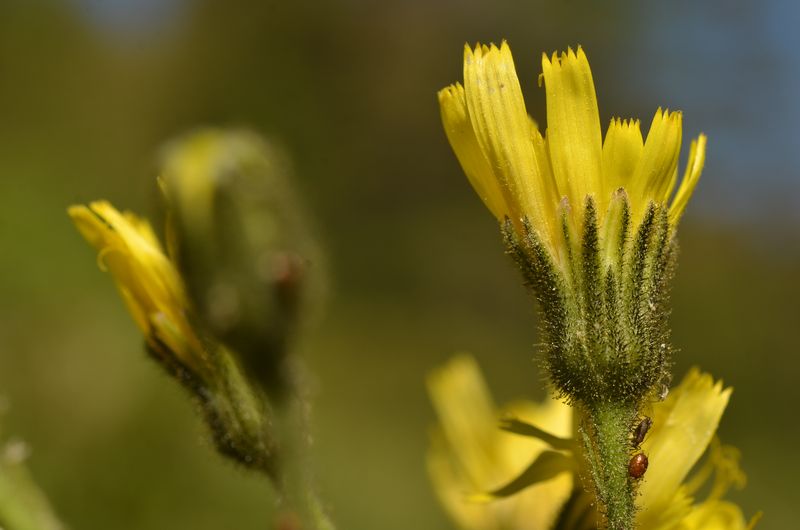 Hieracium picroides (3).JPG