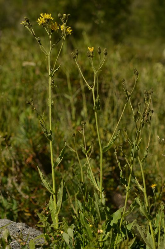 Hieracium picroides (1).JPG