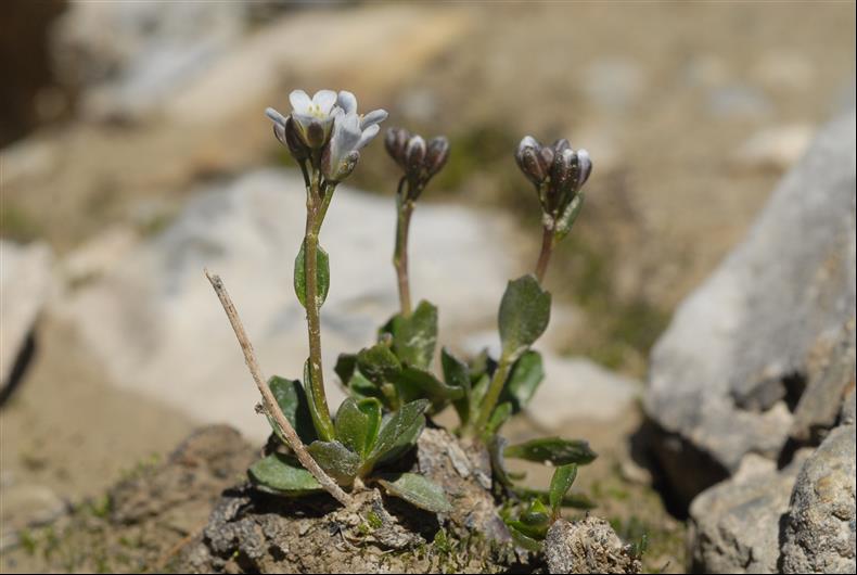 Arabis caerulea8_resized.JPG