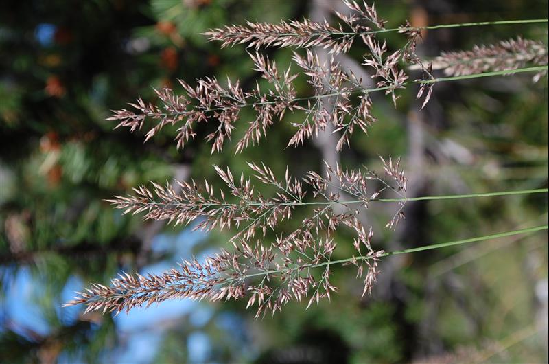 Calamagrostis varia4_resized.JPG