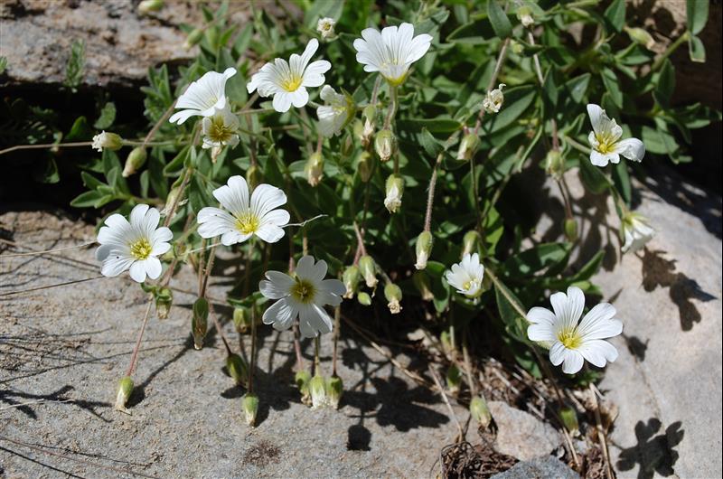 Cerastium latifolium5_resized.JPG