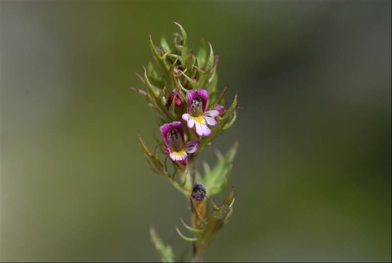 Euphrasia salisburgensis2_resized.JPG