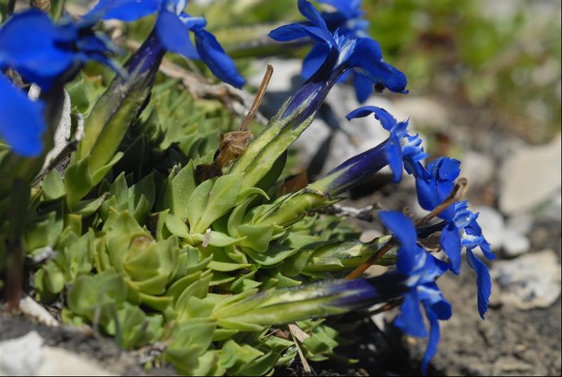 Gentiana schleicheri (1)_resized.JPG