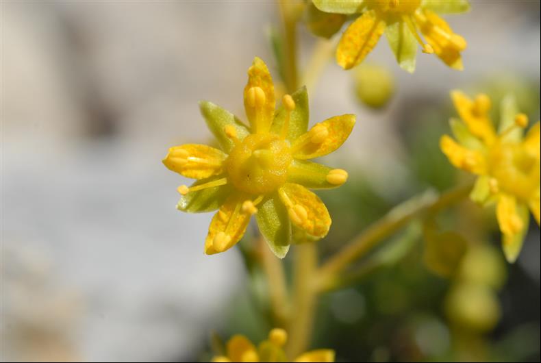 Saxifraga aizoides5_resized.JPG