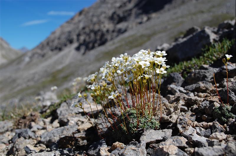 Saxifraga caesia3_resized.JPG