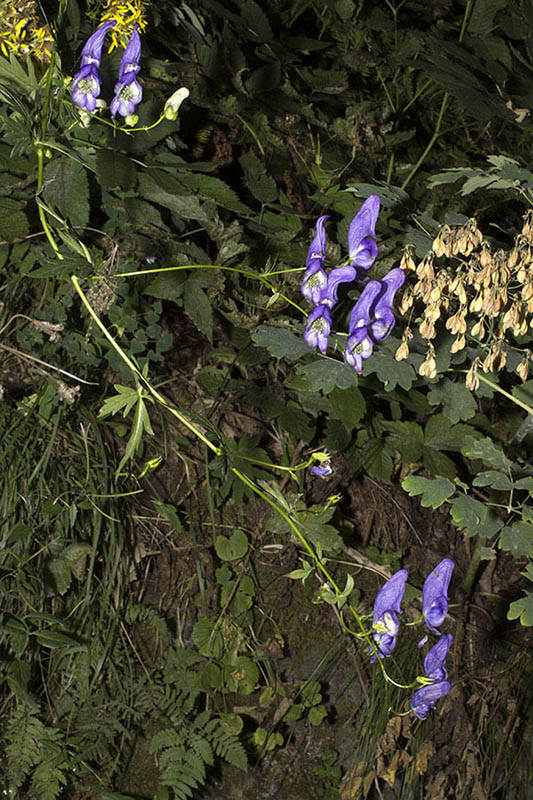 Aconitum_variegatum_2.jpg