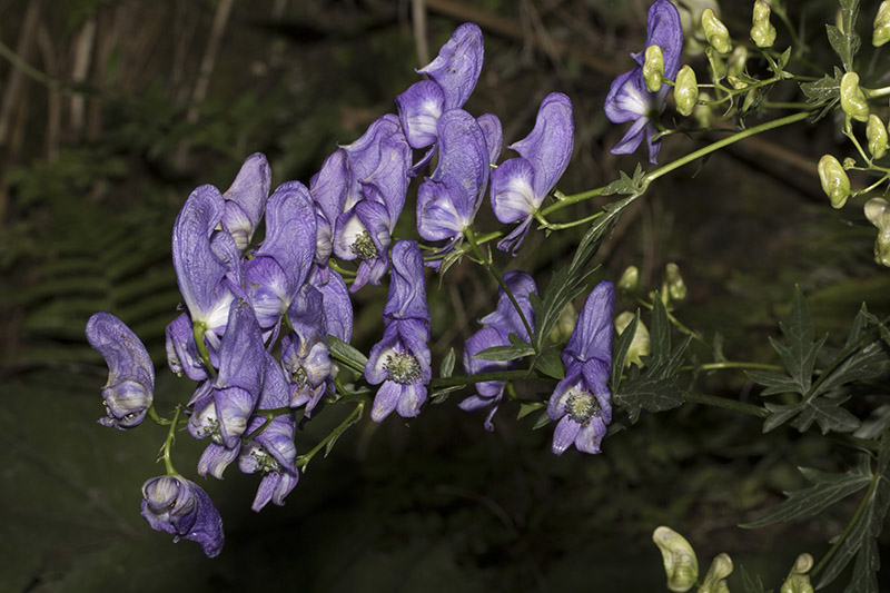 Aconitum_variegatum_6.jpg