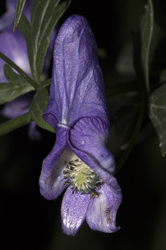 Aconitum_variegatum_5.jpg